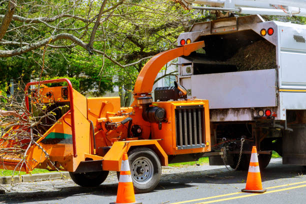 Best Stump Grinding Near Me  in Mountain Home, AR